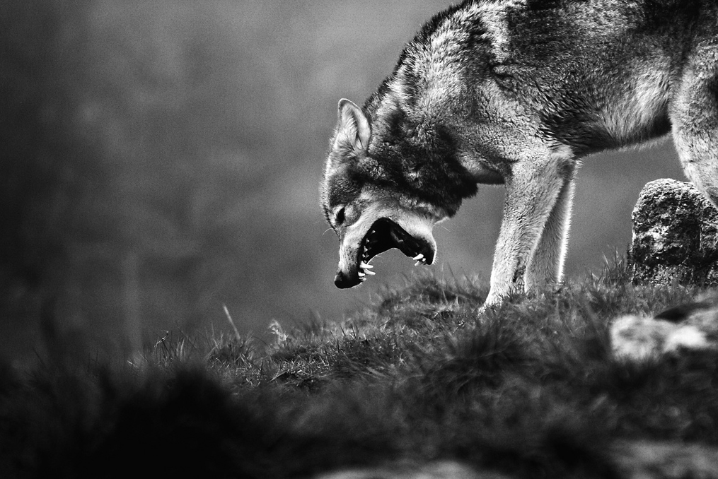 O lobo sem alma