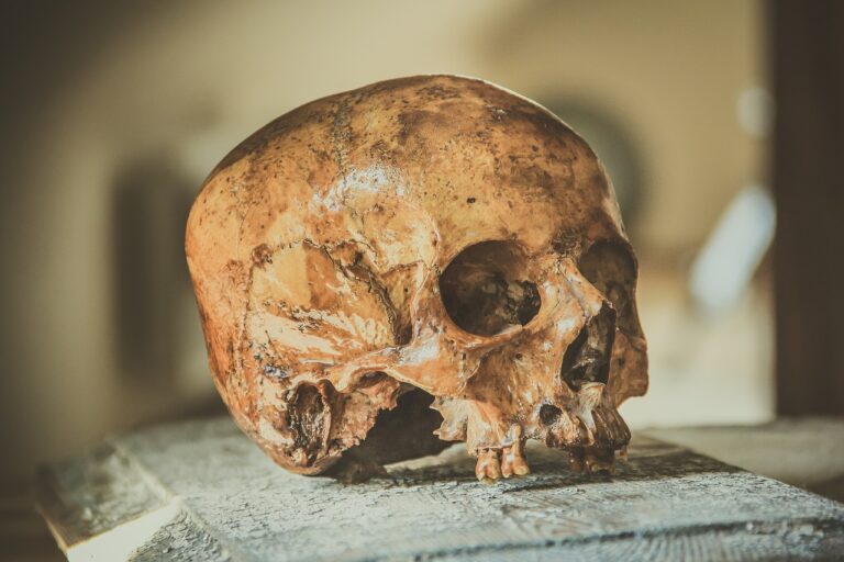 Crânio Skull