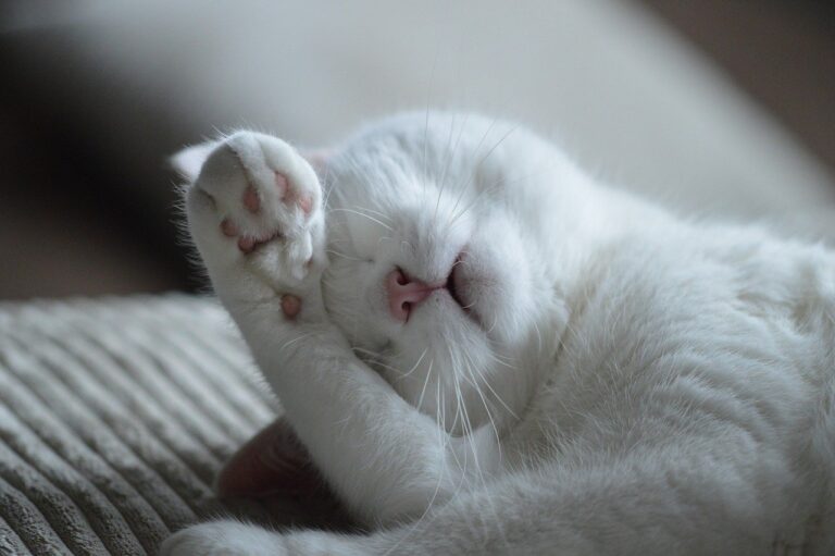 Cat - Gato