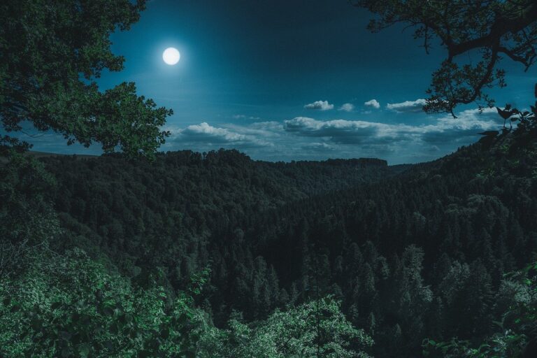 Floresta Forest