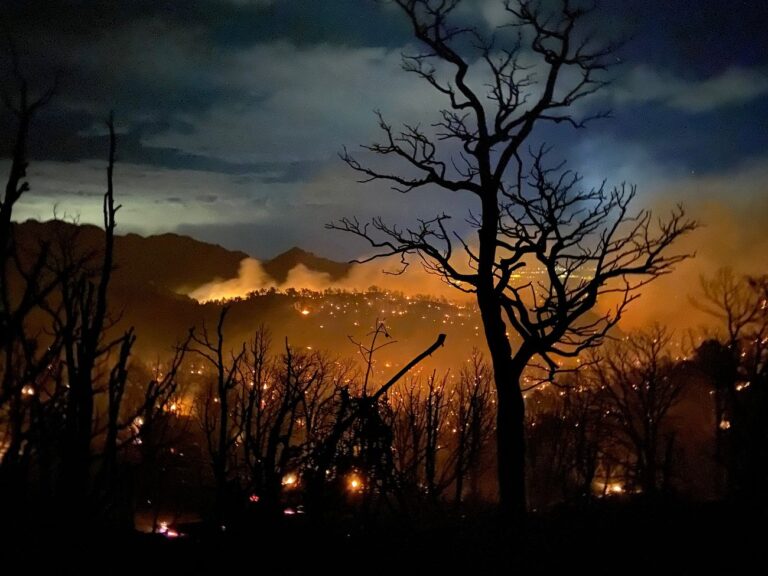 Tree silhouette, forest fire